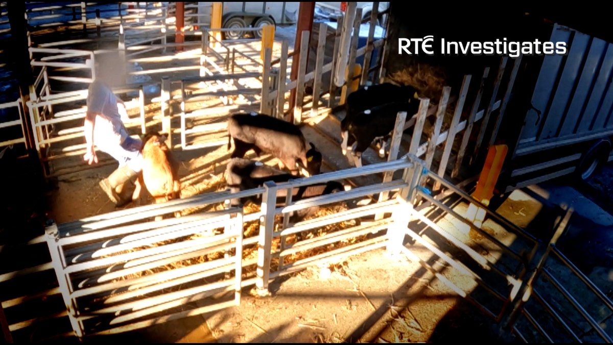 Tens of thousands of dairy bull calves are exported every year from Ireland. For months, #rtept presenter @FranMcNulty and #RTEInvestigates has been looking into what happens during the sales process and export to mainland Europe. Here's just some of what they found. WATCH: