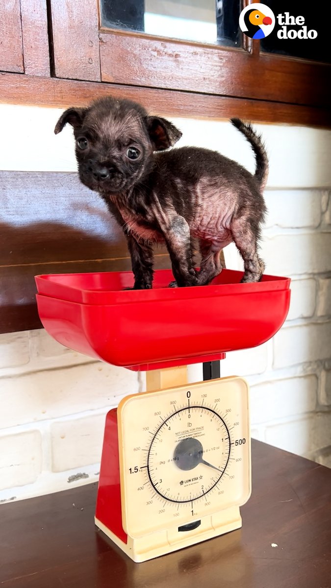 4-week-old puppy abandoned in a chicken pen because of his mange grows the most beautiful, shiny coat 💙
