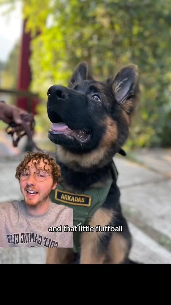 Here are the Top 5 Dogs OF THE YEAR SO FAR!