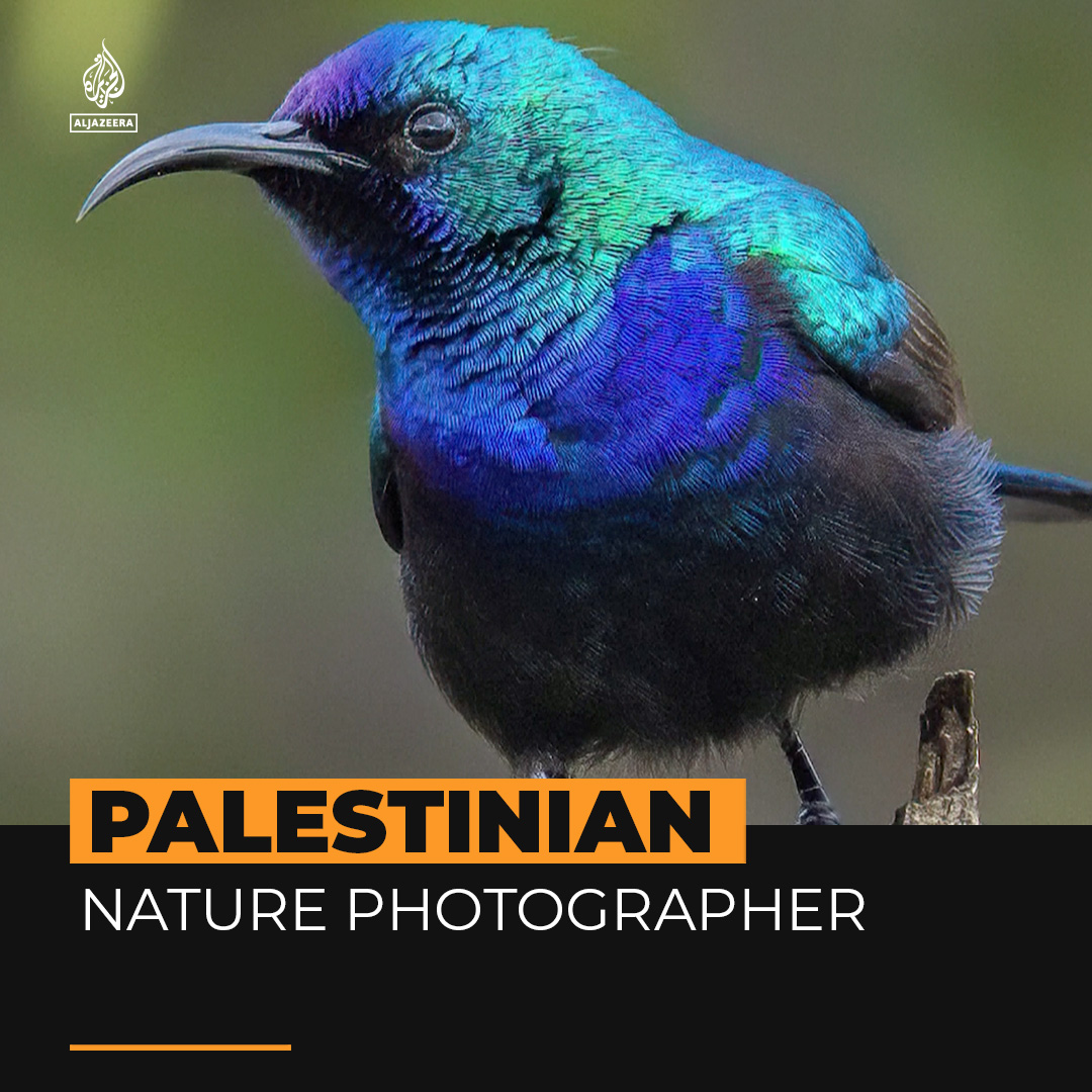 Palestinian photographer Hasan Rimawi, captures shots of birds and nature in the occupied West Bank to show the beauty of his homeland ๐ธ