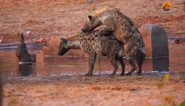 🚨CRISE: Um macho de hiena não consegue penetrar em uma fêmea por falta de disposição e acaba caindo pra trás.