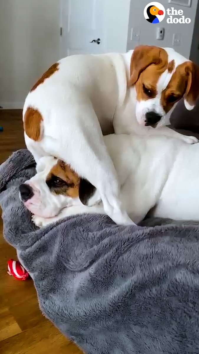 Chill dog is so annoyed when his little sister sits on his head to steal his bones — but he loves getting her help stealing food from the counter 😂💛