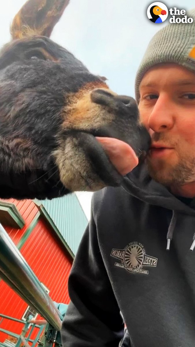 Rescue donkey can't stop chasing his human dad, so his parents get him the perfect present... 😂💛