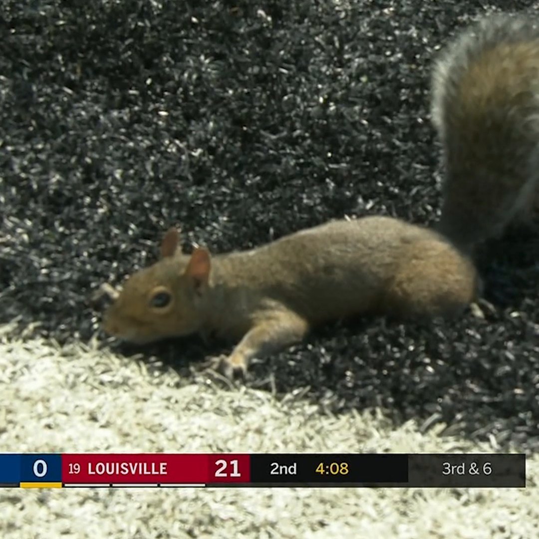 The squirrel touchdown will go down as one of the best TD calls in CFB history 🤣 Louisville Football | #ACCNTakeover