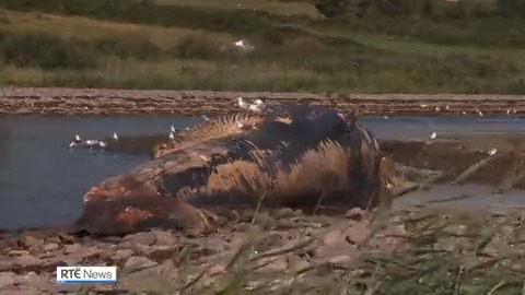 Authorities in Kerry say the disposal of a 75 foot whale that has washed up on a beach near Baile an Sceilg is a major challenge. The fin whale - which is the second largest mammal on the planet – washed ashore yesterday morning |