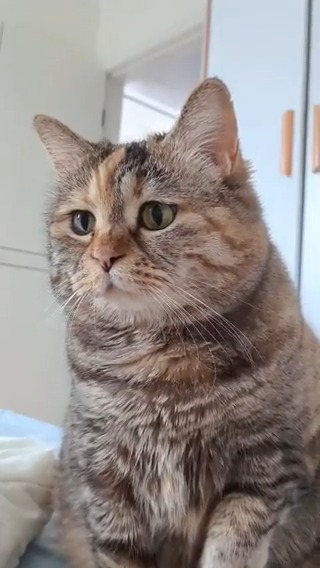 Maaa … Wake up! Time to eat … I’m hungry #meowed #TheMeowedClub From 吟游诗人咣舅爷 | DY