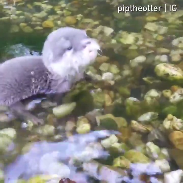 A baby otter enjoys the water for the first time.