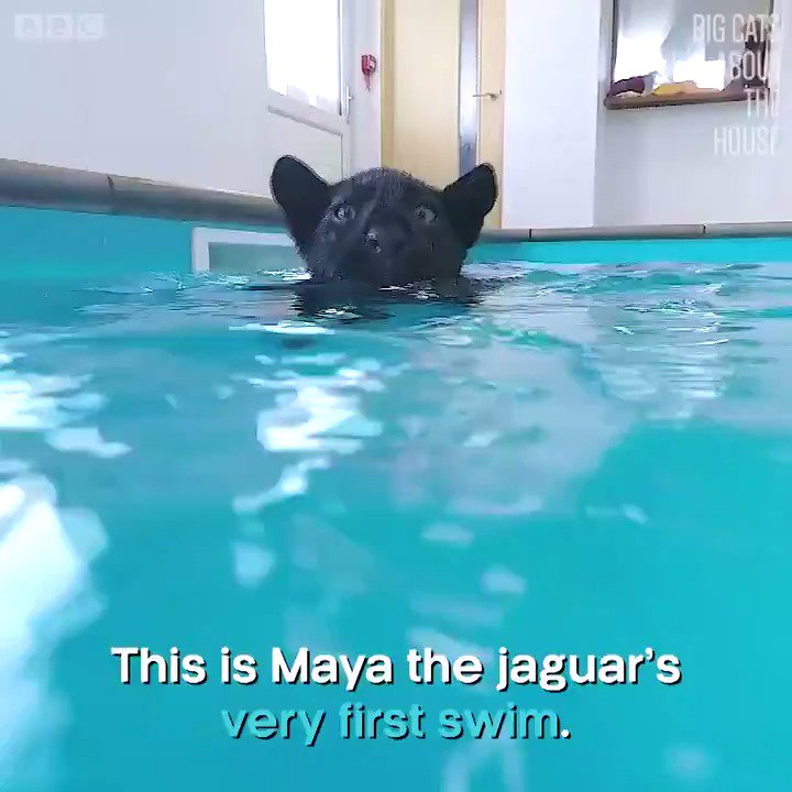 A baby jaguar learning how to swim. Jaguar’s are known to be great swimmers and love the water.