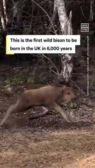 This is the first wild bison to be born in the UK in 6,000 years 🦬