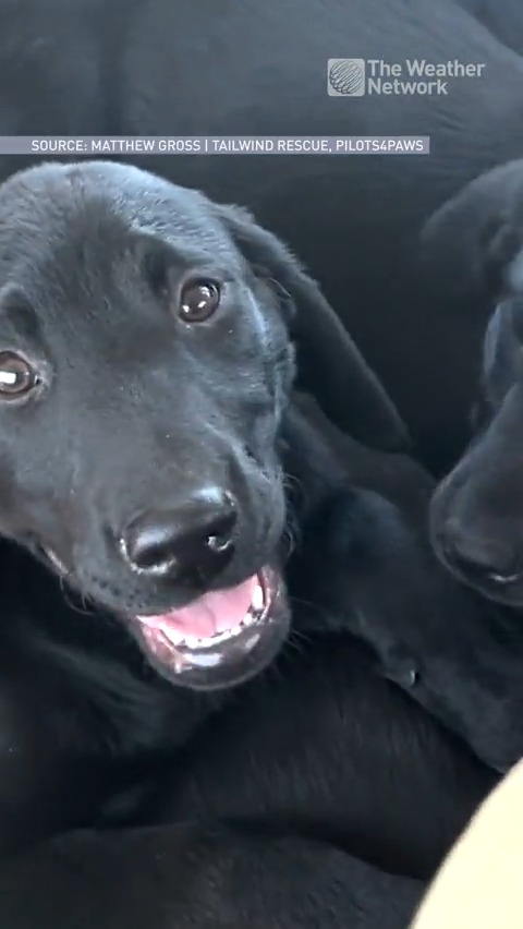 These rescue dogs got a "first class" flight on their way to their forever home, all thanks to some summer weather. 🐶🛩️ Watch more videos here: