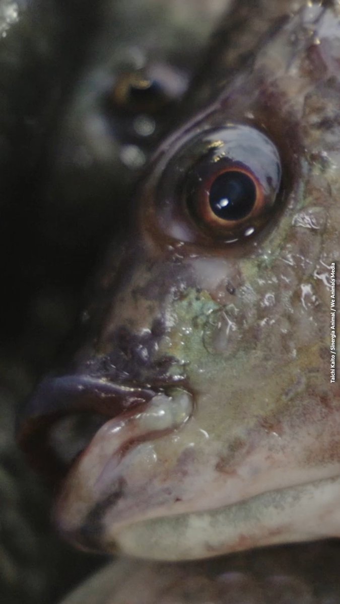 They belong in the ocean, not in your sushi 💔