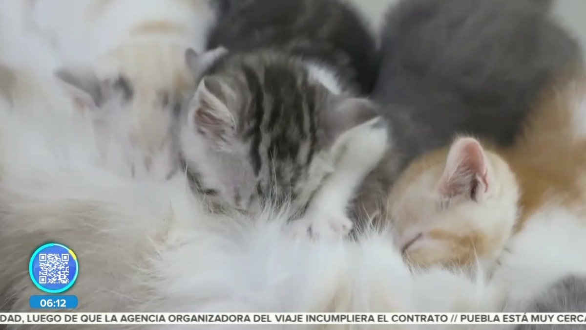 Inicia campaña de vacunación para gatos. Aquí detalles.