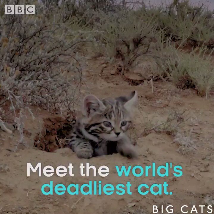 The black-footed cat is the deadliest wildcat in the world. Though they weigh only 2 - 6 pounds, they take down more prey in a single night than a leopard does in 6 months.