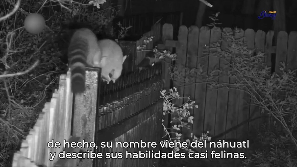 ¿Escuchas pasos en tu techo todas las noches? 😱 ¡No te asustes! Podrían ser cacomixtles, los vecinos que posiblemente no sabías que tenías. #UNAMGlobalTV te habla más sobre ellos. 👇