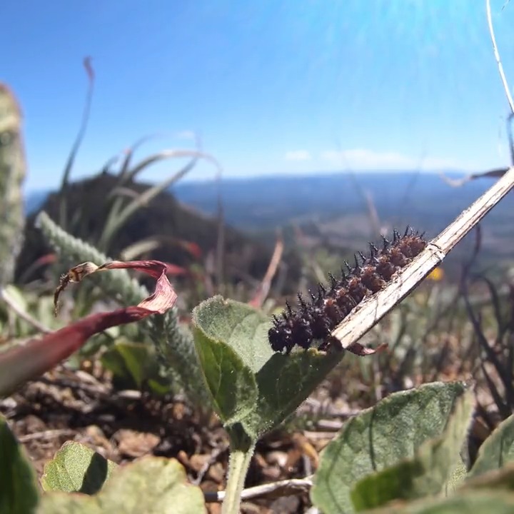 This month, 2,172 tiny Oregon silverspot butterfly larvae from the zoo’s conservation lab were released into the wild, giving this threatened species a better chance at survival. A true labor of larvae!