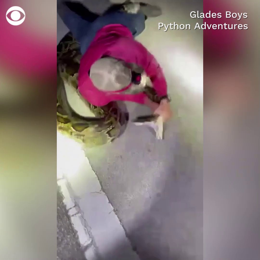 What would you do if you saw a 19-foot Burmese python? Watch this Florida man wrestle it to the ground and capture it.