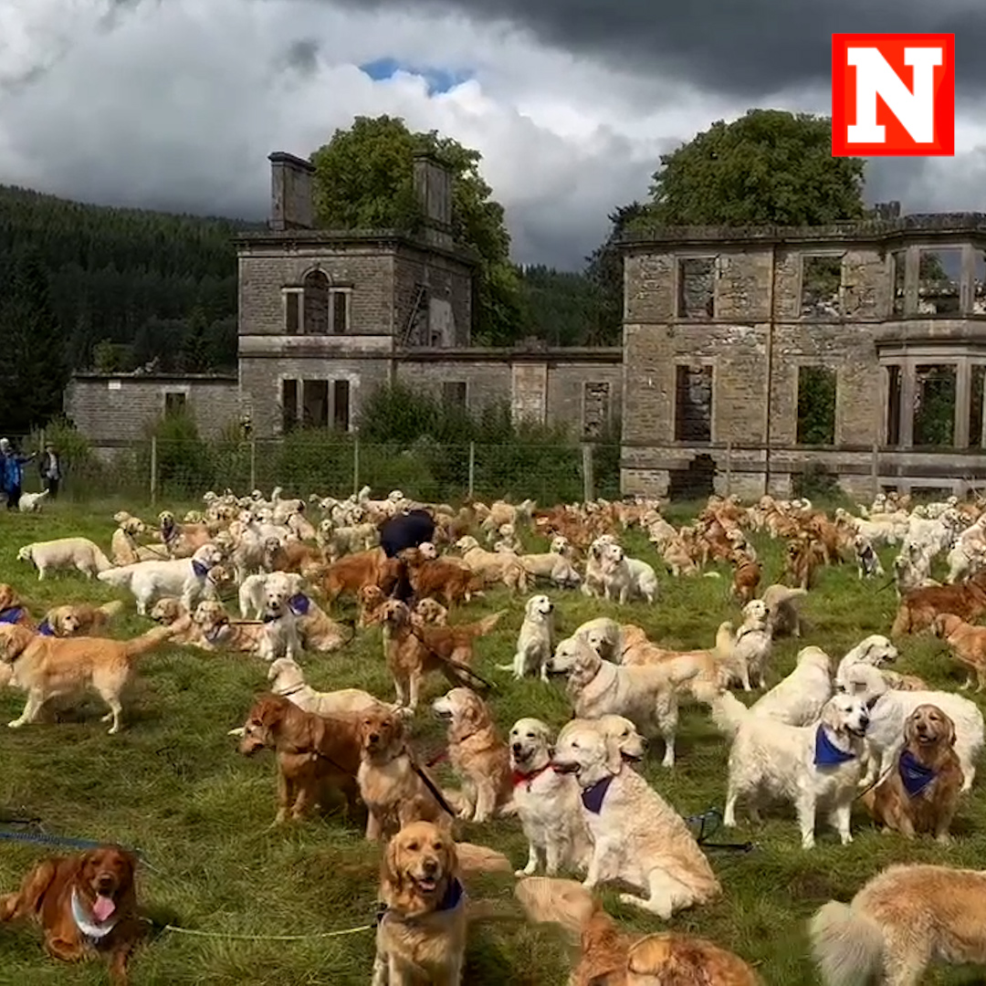 Hundreds of golden retrievers gathered in Scotland on Thursday for the 155th anniversary of the breed’s founding. The event was held at the Guisachan Estate of Lord Tweedmouth, where the dogs were first bred, according to the Golden Retriever Club of Scotland.
