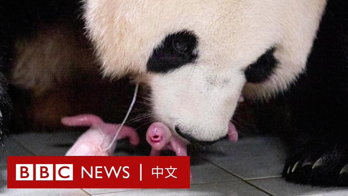 韩国迎来了该国第一对熊猫双胞胎。大熊猫“爱宝”顺利产下一对雌性双胞胎幼崽。两只宝宝出生时体重分别为180克和140克。
