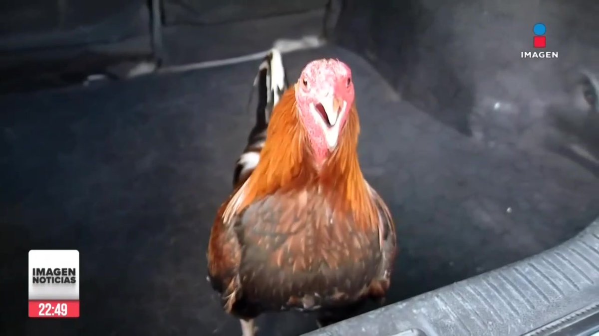 “Son gustos que tenemos por los gallos, no es maltrato”, más de 5 mil personas dedicadas a la crianza de gallos de pelea, tauromaquia y charrería, se manifestaron en la #CDMX. Aseguran que sus actividades son una tradición y no maltrato animal: