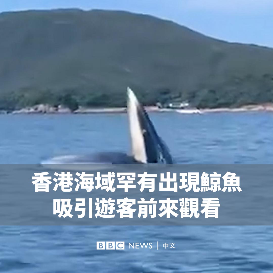 香港白沙湾游艇会周四（7月13日）在西贡的南风湾拍摄到鲸鱼出没，影片在网上引起热议。 目击者、帆船教练莉莉（Lily Reid）和山姆（Sam Somerville）告诉BBC中文，该水域因为常有船只往来，鲸鱼出现非常罕见。
