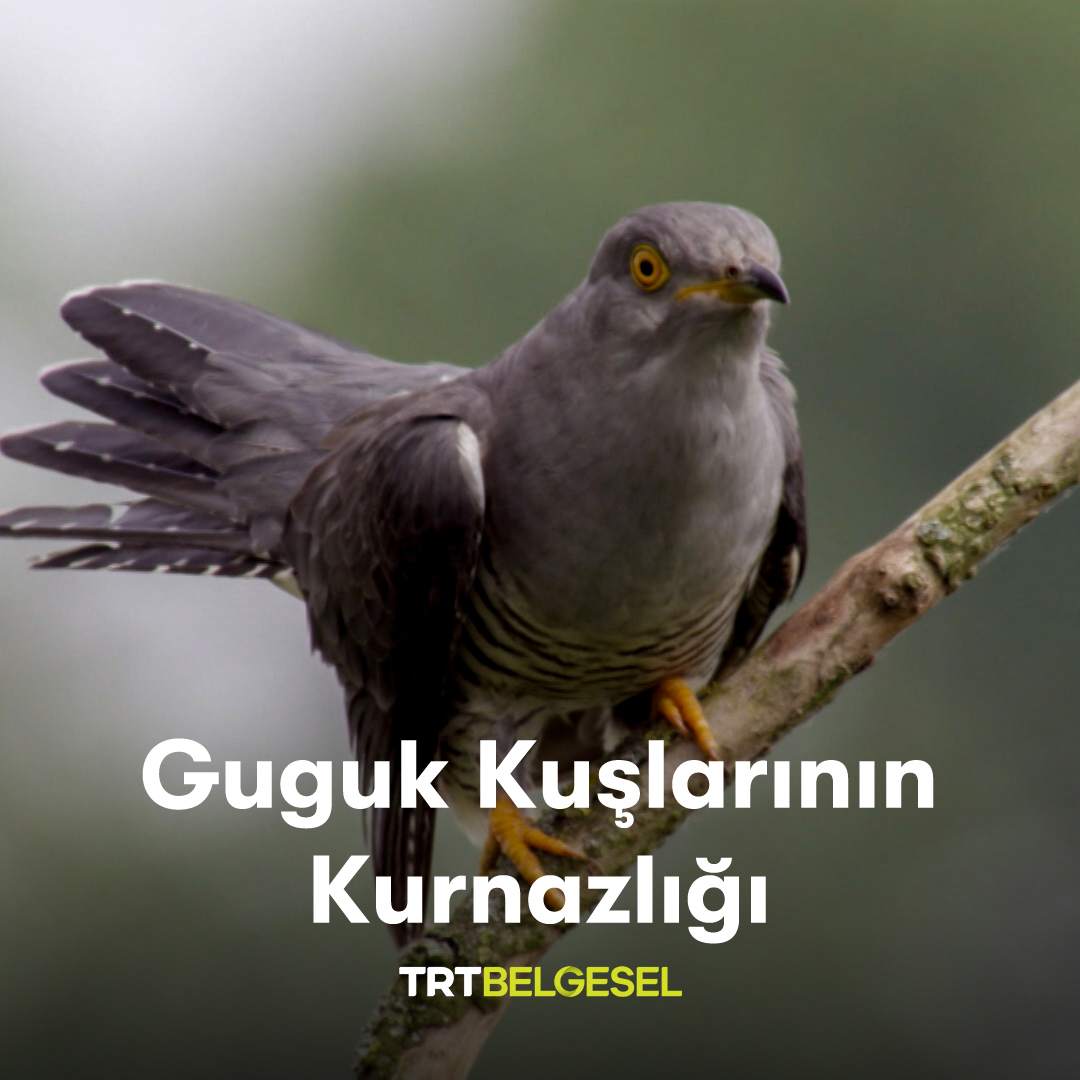 Kendi yumurtalarını diğer kuşların yuvalarına bırakarak yaşayan guguk kuşlarının ilginç yöntemlerini izliyoruz. 🐦 “Guguk Kuşları: Yuvamdaki Düşman”, 19.05’te TRT Belgesel’de.