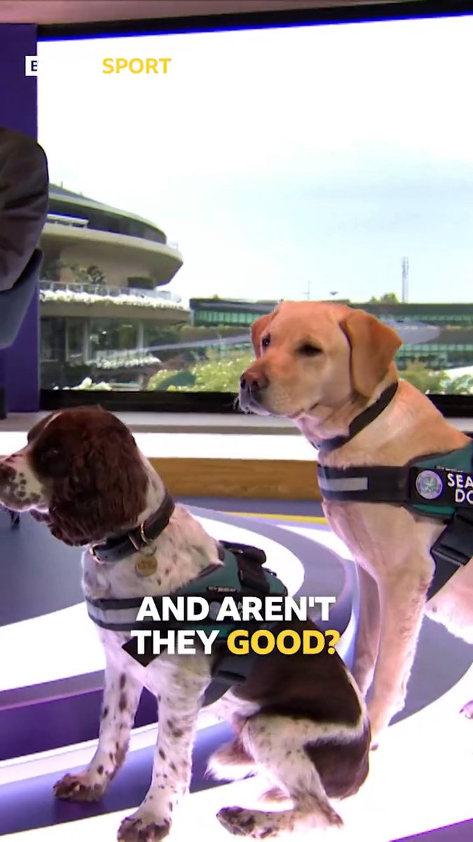 VERY good boys in the #Wimbledon studio 🐶❤️