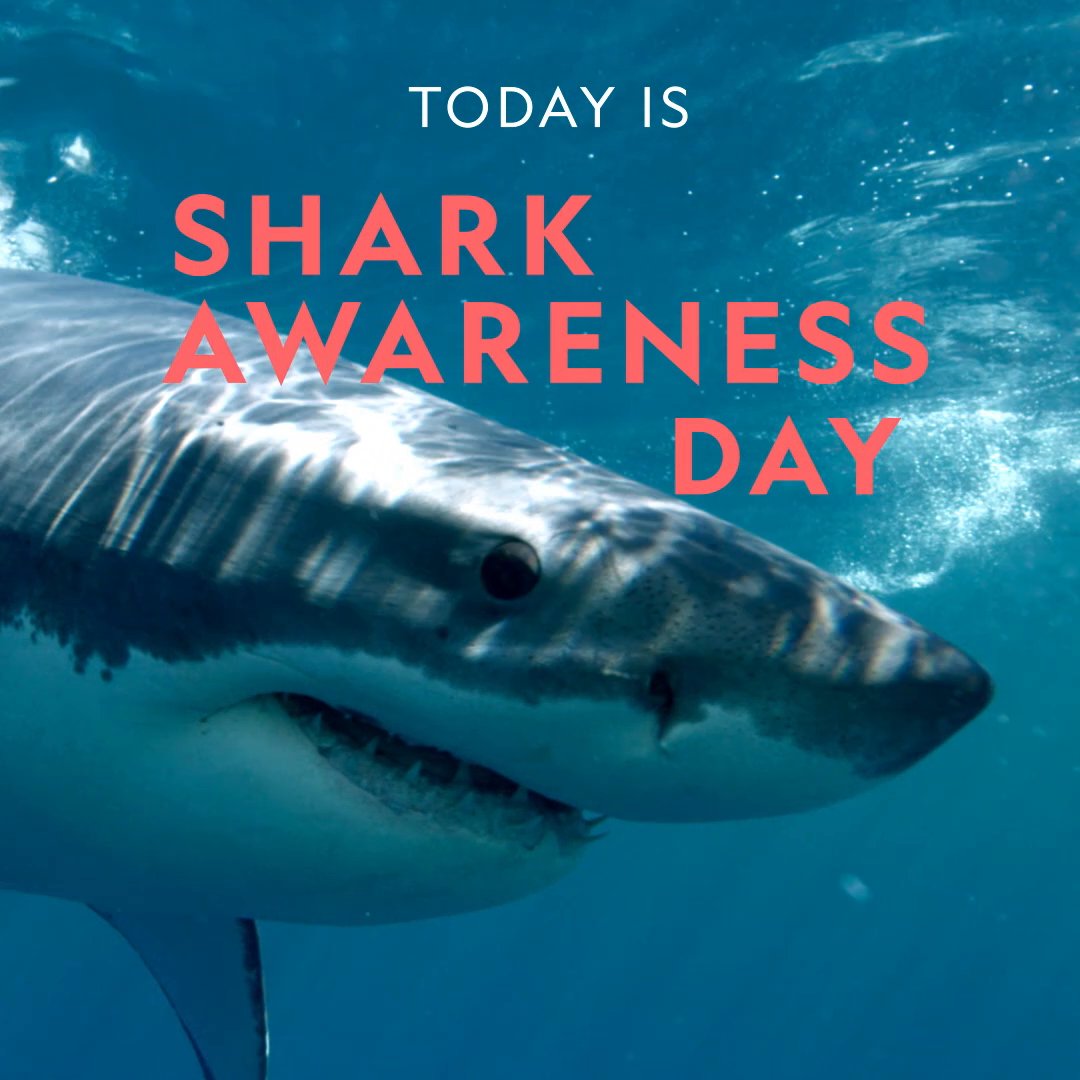 🦈 This #SharkAwarenessDay, join us in dispelling myths and showing some love for these ancient creatures. #SharkFest continues on National Geographic TV and is streaming on Disney+ and Hulu