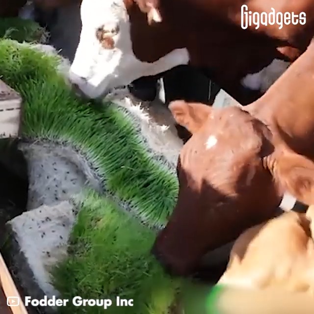 The Fodder Group Hydroponic Fodder System provides an environmentally friendly and self-sustaining solution for supplying livestock with feed. Source GiGadgets