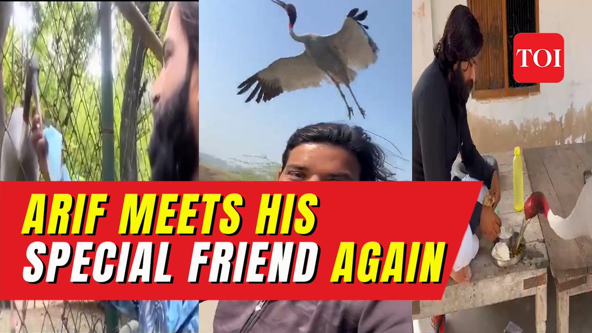 Viral video: Arif and Sarus crane's heartwarming reunion at Kanpur zoo once again, bird's reaction melts hearts