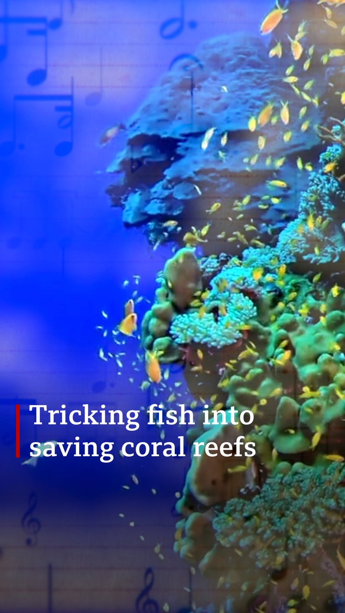 Scientists are playing sounds underwater to trick fish into coming back to dead coral reefs - and it's working. Myra Anubi explains why 👇