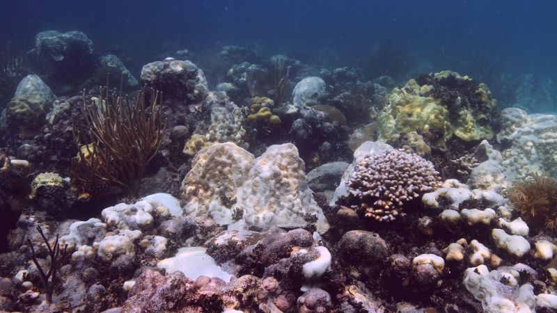 A sudden marine heat wave off the coast of Florida has surprised scientists and sent water temperatures soaring to unprecedented highs, threatening one of the most severe coral bleaching events the state has ever seen.