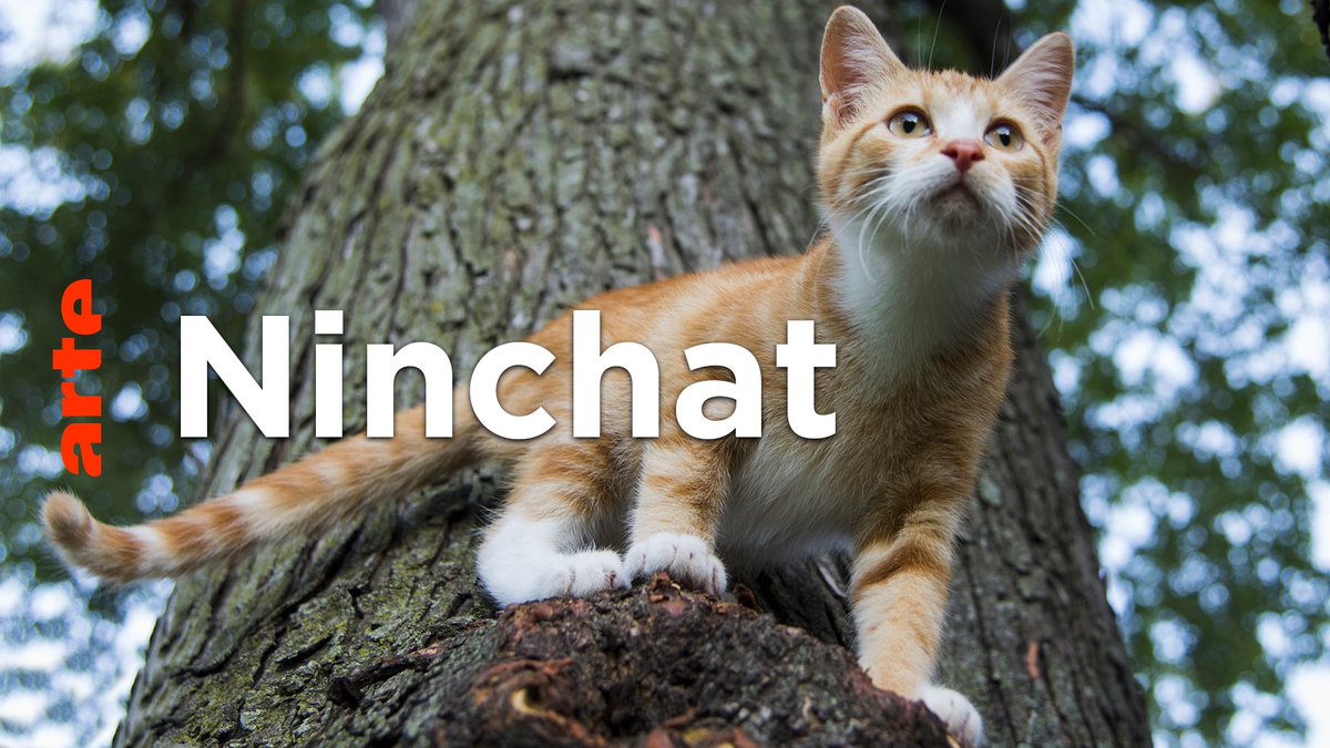 Les #chats, ces animaux intelligents, affectueux, propres et… increvables ? David Castello-Lopes a enquêté sur la souplesse et la solidité de nos amis à quatre pattes ! 🐾 #28min