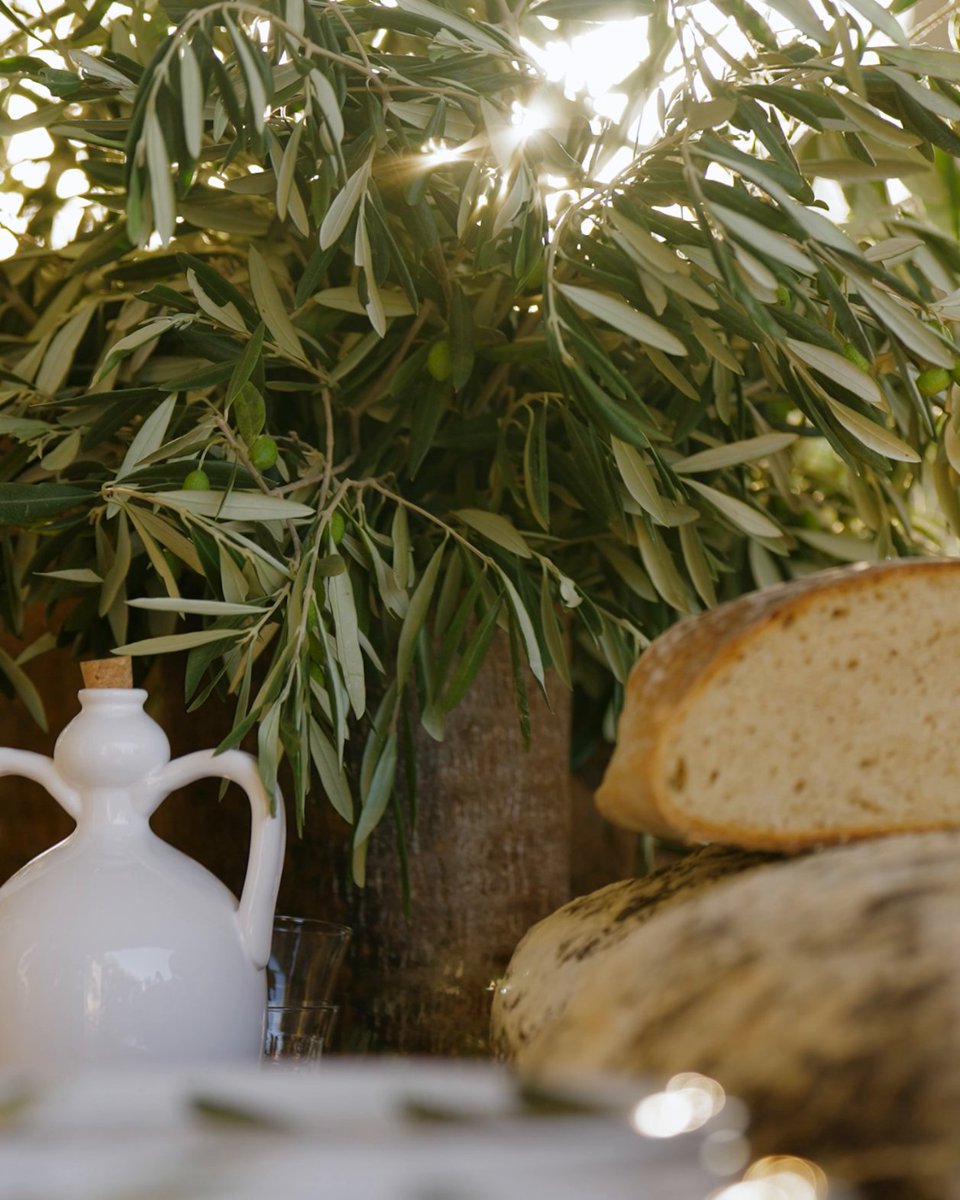 Centuries-old olive trees, standing tall for nearly a thousand years, bear witness to Puglia's rich heritage of oil production. The olive tree holds historical and cultural significance. Discover more at #DolceGabbana WeAreInPuglia #WeAreinPuglia