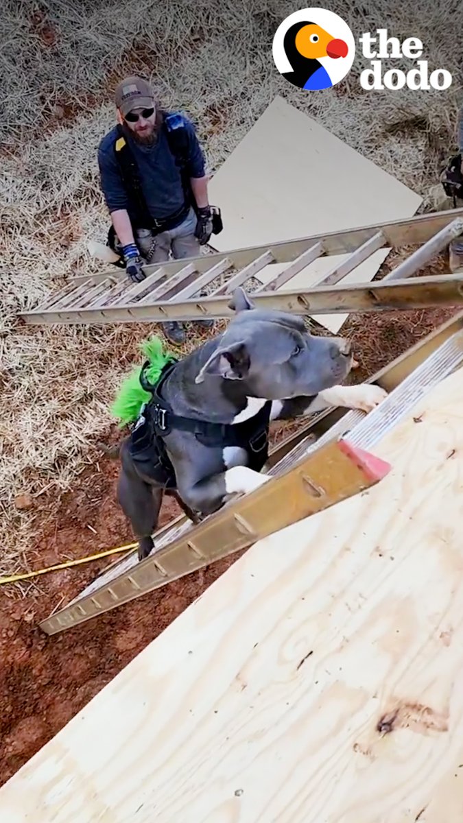 Pittie climbs ladders and jumps on motorcycles to get to his dad ❤️