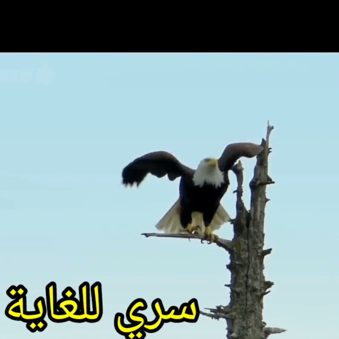 هل تريد ان تساهم في كسر الحصار المتعمد على سري للغايه؟ ريتويت تعني نعم 🔥👌