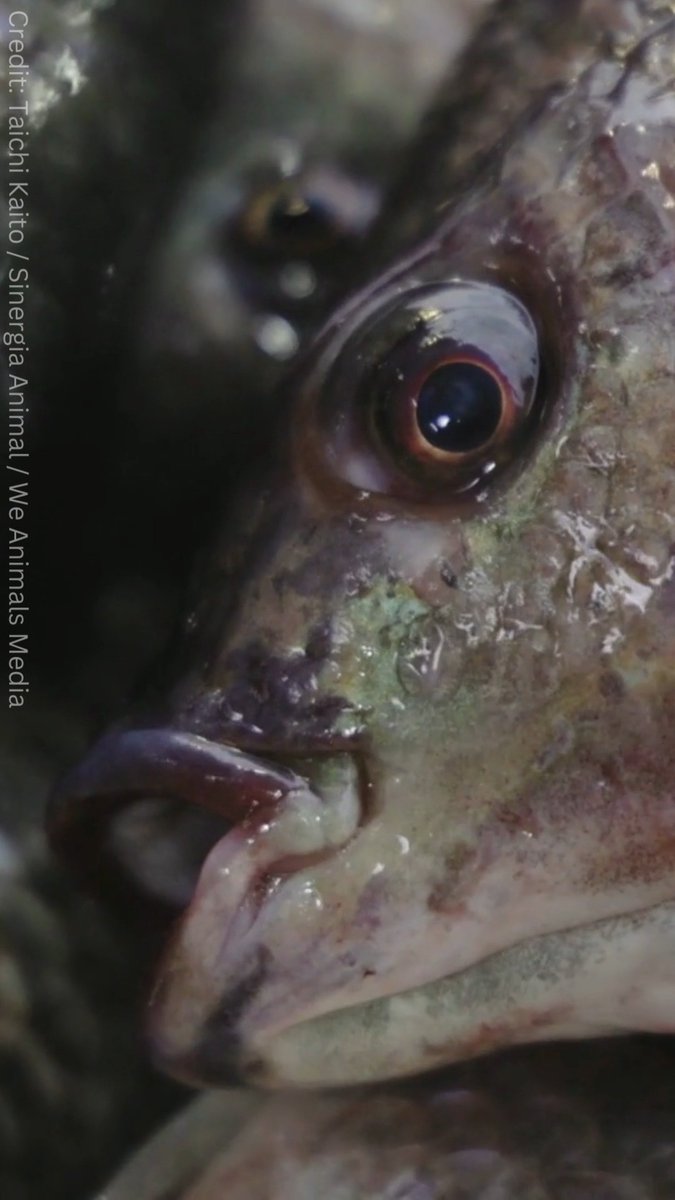 They're slowly suffocating to death. Fish are complex, thoughtful animals who feel pain, just like us — and they deserve so much better.