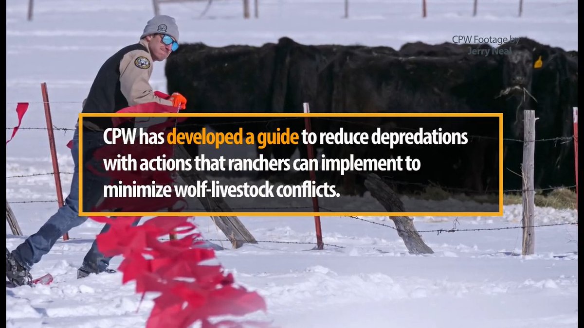 We’re preparing to reintroduce wolves to Colorado by December 2023. Footage in this video comes from a known pack of naturally migrating wolves in Jackson County.