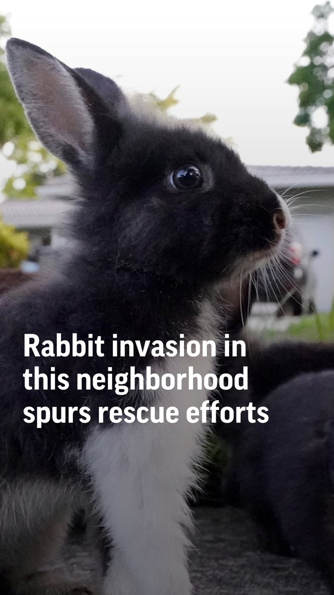 This Florida neighborhood is grappling with a bunny boom.