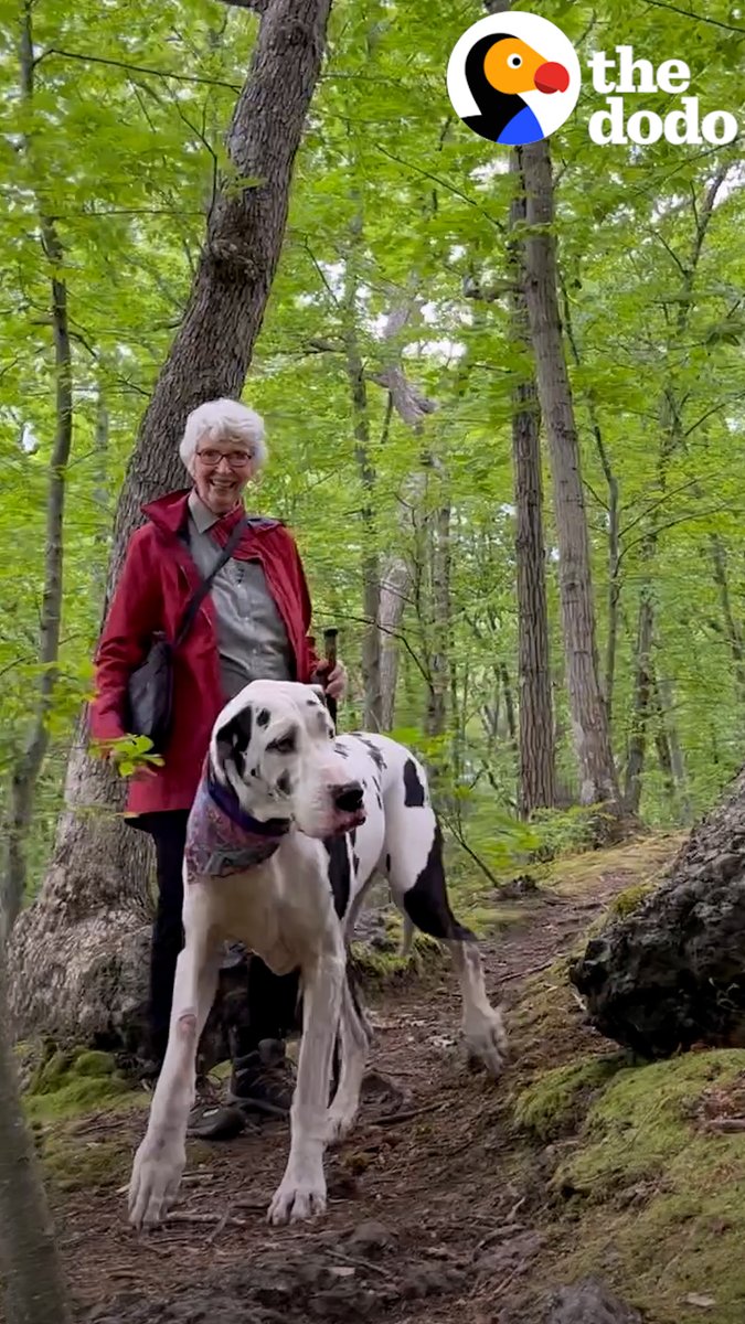 Great Dane adopts a grandma on the trail and insists she comes hiking with him every week 💖