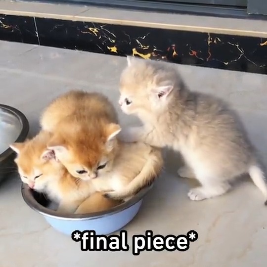 let's play kitten jenga! #meowed #TheMeowedClub