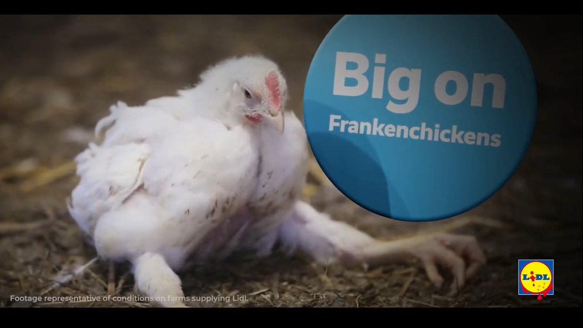 Lidl’s having a little trouble telling the truth about what happens on its chicken farms, so we created an ad to give its marketing team a helping hand… Demand an end to the @LidlGB chicken scandal today: #LidlChickenScandal