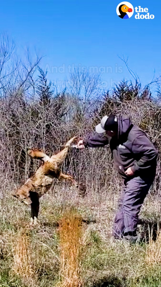 Coyote stuck in a fence for hours waits so patiently while this guy cuts him free ❤️