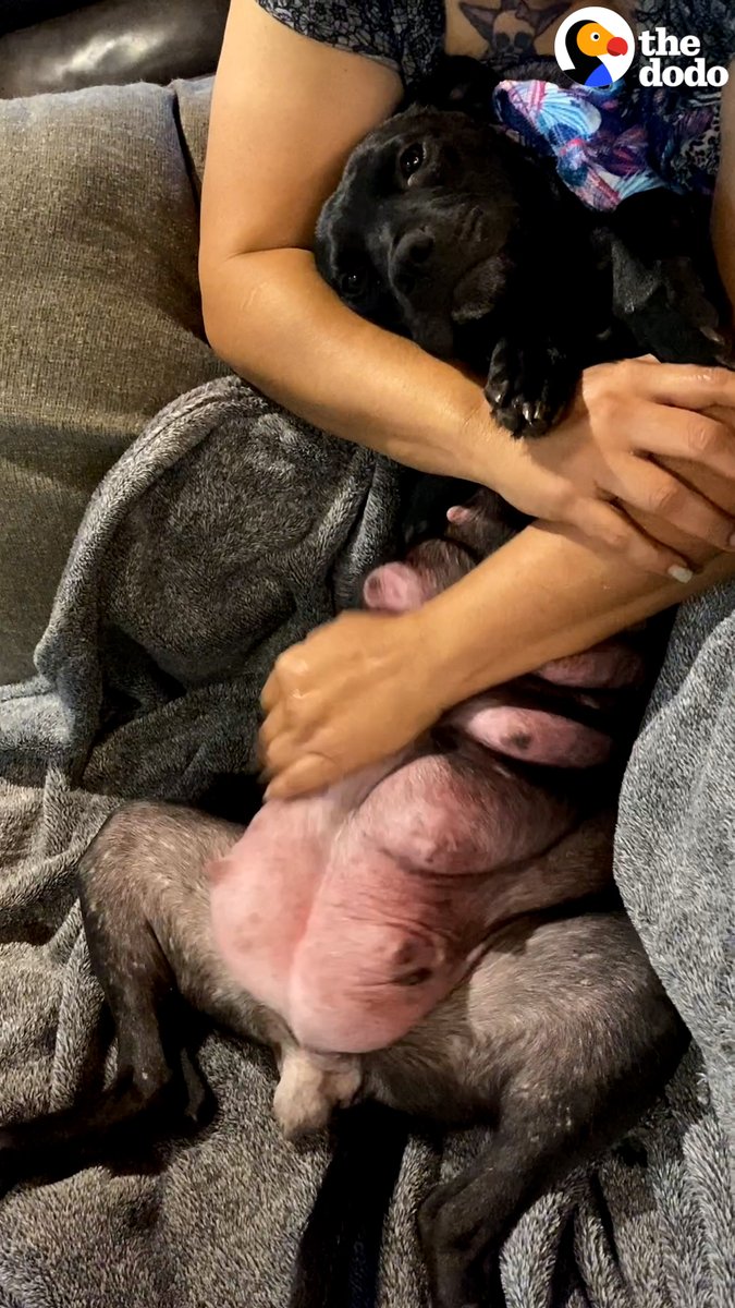 Pregnant pittie is rescued from the street — and she won't stop hugging her rescuer with her paws the whole car ride home 💕