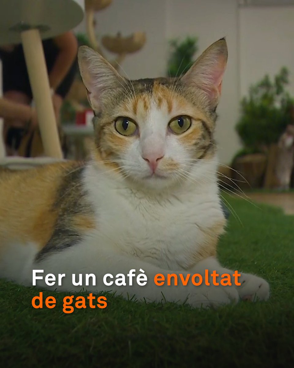 Anar a fer un cafè envoltat de gats. A Catalunya, hi ha set cat cafès com aquest de Manresa, l’últim a obrir. L’objectiu és trobar una llar per als gats adults que els arriben des de la protectora. De moment, ja han aconseguit vuit adopcions.