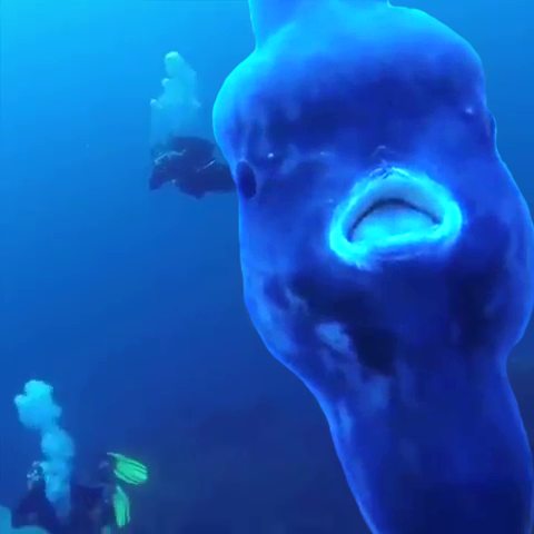 Semana passada eu postei um fio sobre o marlin e nele eu citei o peixe-lua. Algumas pessoas me pediram para falar sobre esse que é um dos animais mais ODIADOS da internet! Pois bem, vamos conhecer alguns fatos sobre o maior peixe ósseo do mundo.