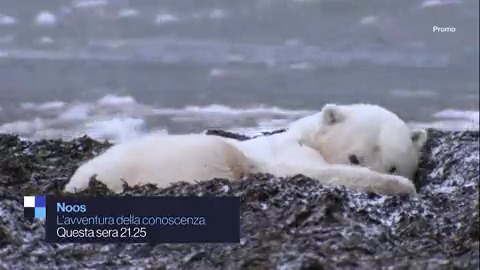 "Noos - L'avventura della conoscenza" stasera #20luglio su Rai1 alle 21.25 con Alberto Angela. Nella quarta puntata di #Noos si parte dai ghiacci canadesi per arrivare al grande caldo di questi giorni. Nel mezzo tanti ospiti e novità dal mondo della ricerca e della tecnologia.