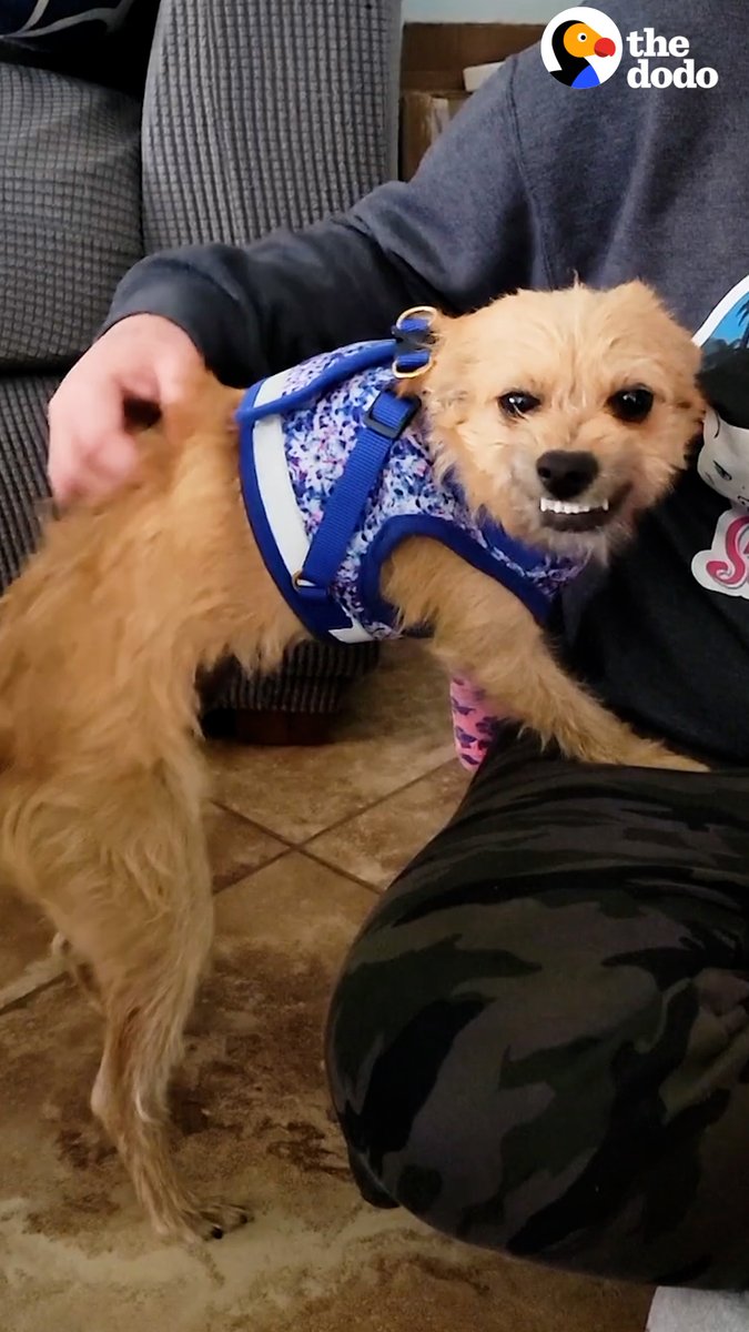 Dog rescued from middle of the road thanks her rescuers with the cutest smile 😊
