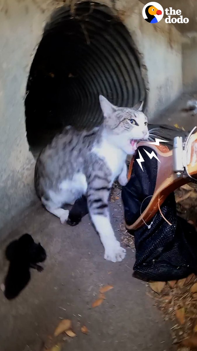 Mama cat and her kittens are rescued from a gutter — then she adopts another abandoned kitten as her own! ❤️