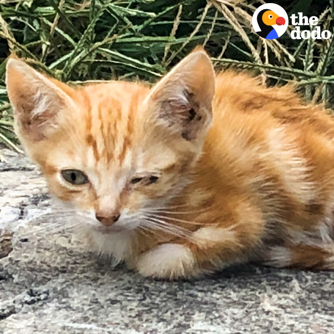 This couple found a tiny kitten on the sidewalk 💗
