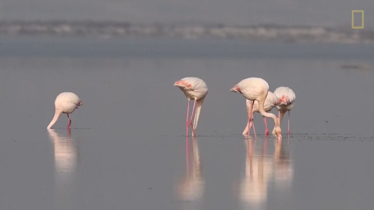 When their heads are down, flamingos find safety in numbers